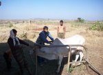 Livestock